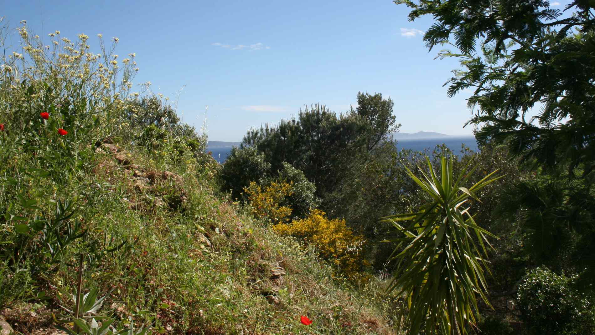 Le jardin du Rayol, sud Ouest