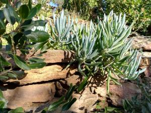 Plantes grasses